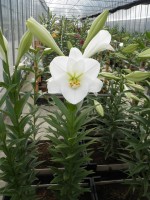 [1725 Illusive Mak No02.JPG]